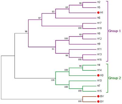 Strategies targeting hemagglutinin cocktail as a potential universal influenza vaccine